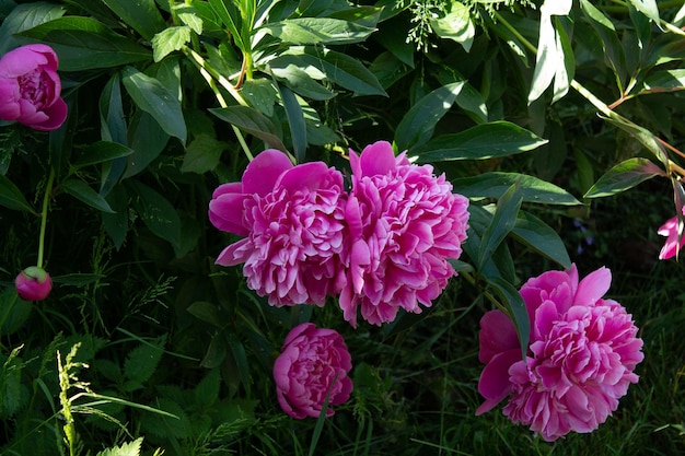 Big pink peonies in the garden