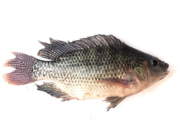 Big plentiful fat tilapia fish isolated on white background