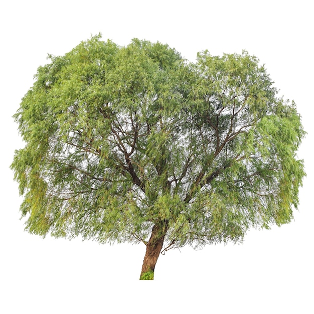 A big poplar tree isolated on white