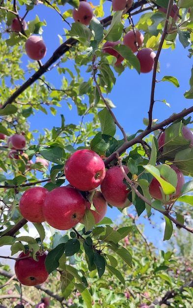 Big red apples on a tree branch