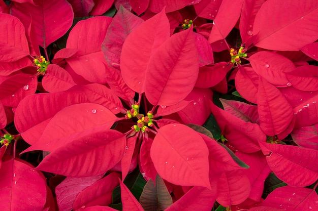 Big red Christmas red potted flowers gather together and bright and happy