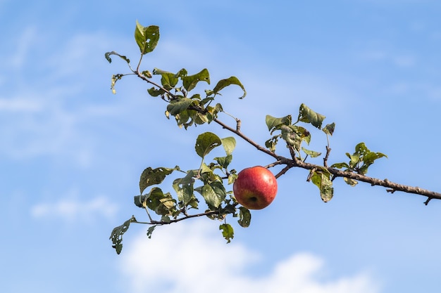 Photo big red delicious apple on a tree branch against blue sky orchard at harvest time