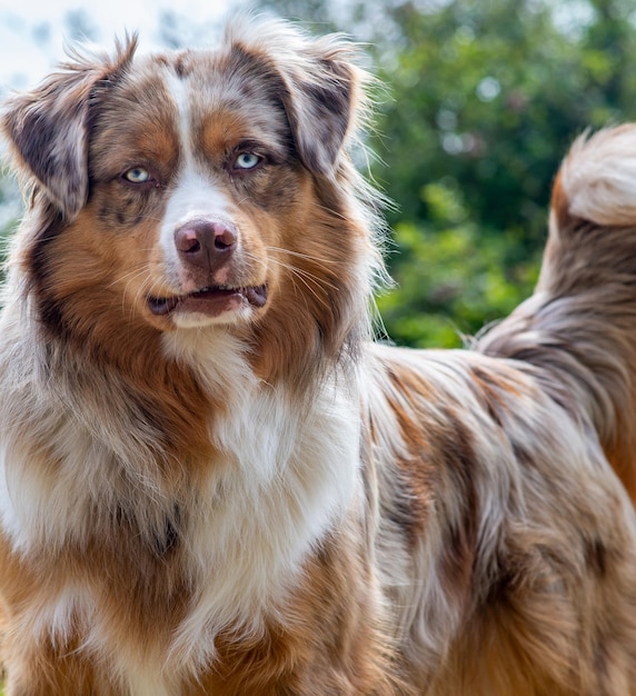 Big red dog with blue eyes in the summer in the yard of a private house