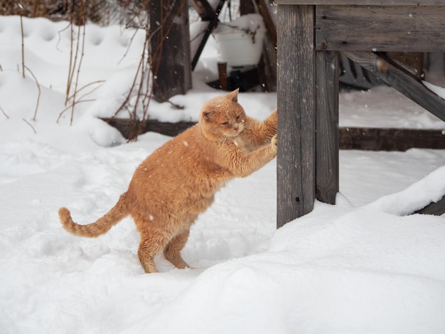 Big red fluffy cat sharpens its claws. Pets, the concept of Christmas and hugge - a red striped cat in winter on snow. Animals in cold winter, a red cat in the snow.