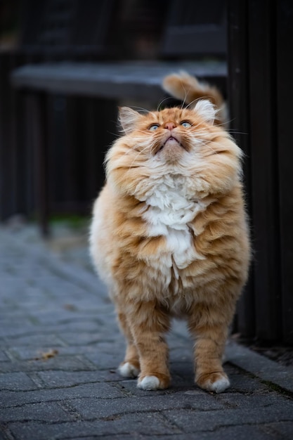 Big red fluffy cat on the street looks up