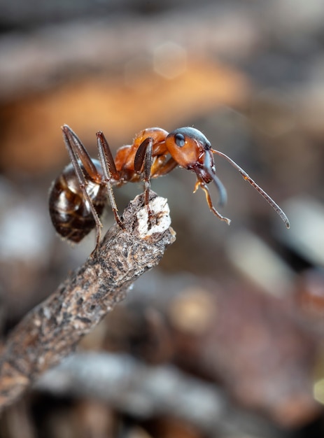 big red forest ant in natural habitat