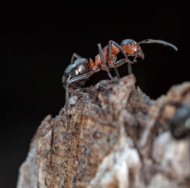 big red forest ant in natural habitat