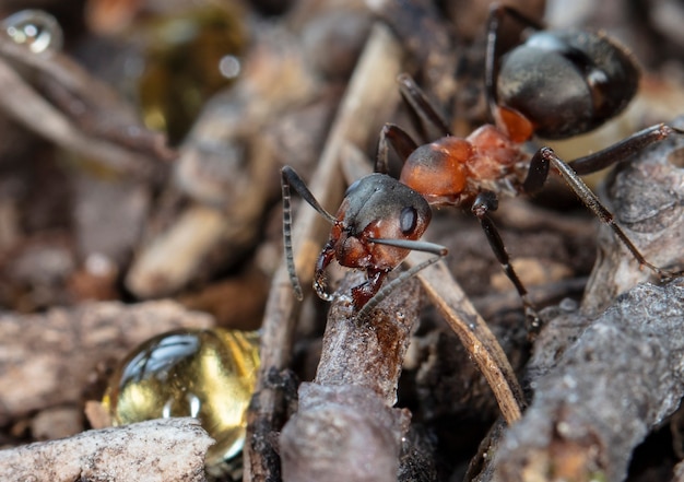 big red forest ant in natural habitat