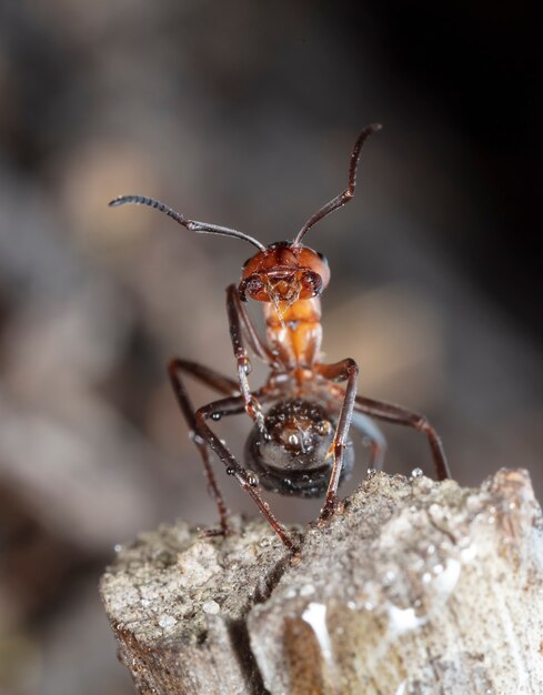 big red forest ant in natural habitat