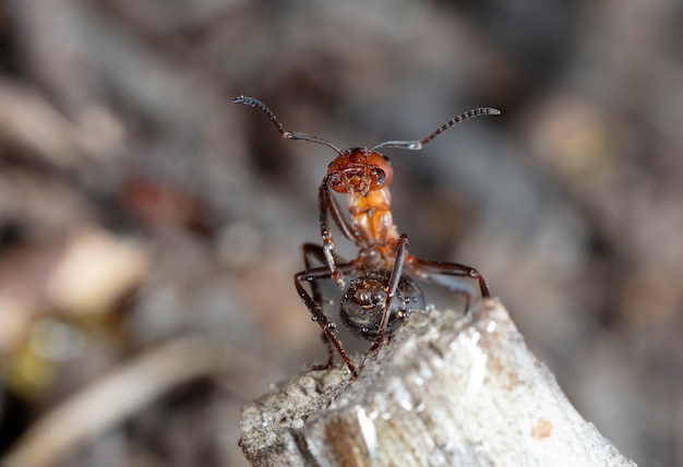 big red forest ant in natural habitat