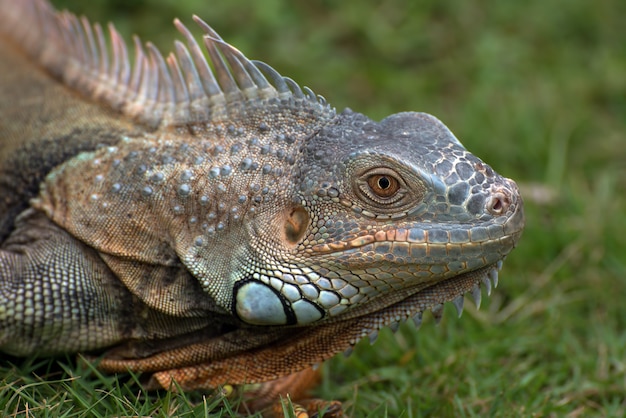 Big red iguana walking on the grass