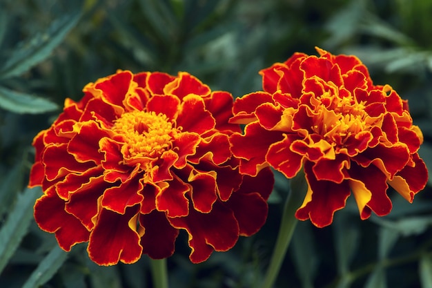 Big red and orange marigold flowers in garden