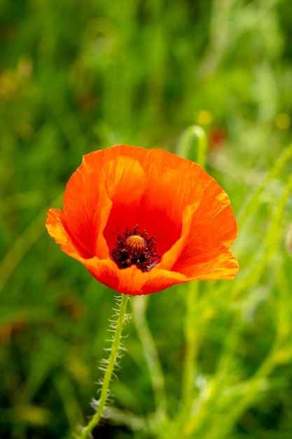 Big red poppy flower on a background of green grass