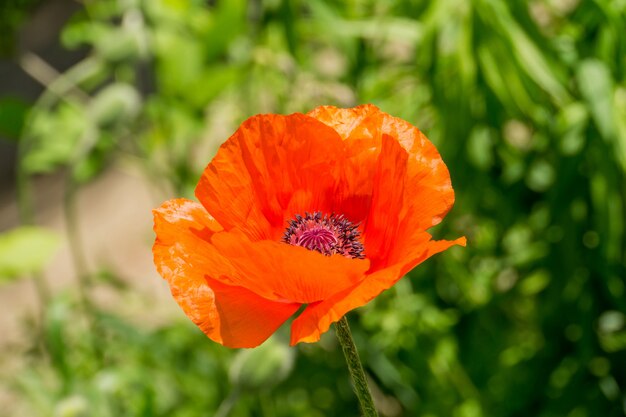 Big red poppy