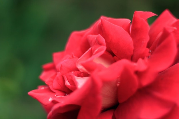 Big red rose close up Deep Red color Big beautiful red rose flower with buds Delicate rose