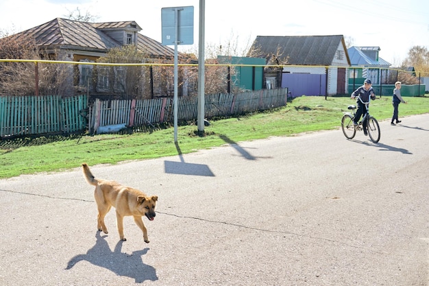 Big red and stray dog outside the city Dog looking at the camera