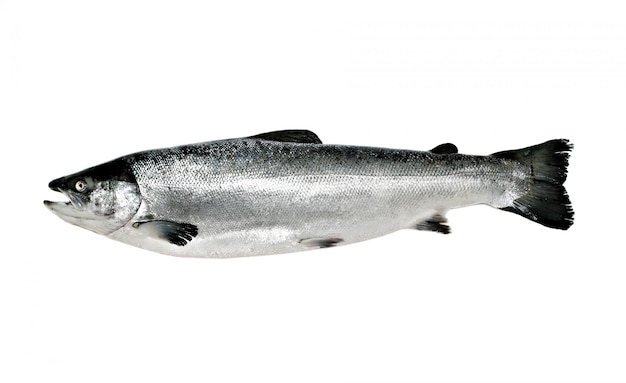 Big salmon fish isolated