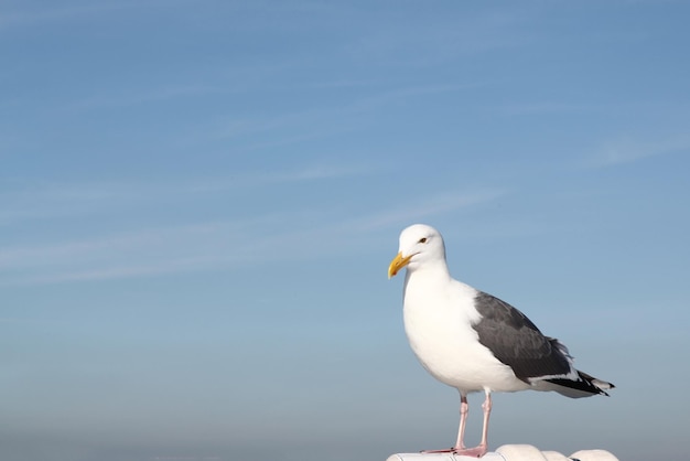 BIG seagull on the boat in californiaUSA