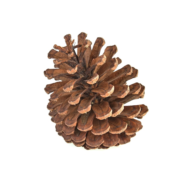 Big set of cones various coniferous trees isolated on white background