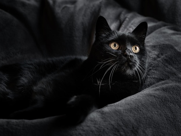 A big shorthaired black domestic cat lies on a dark background