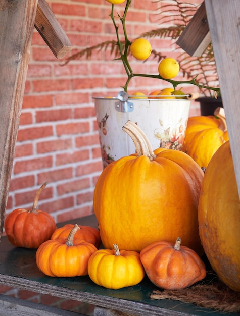 Big and small orange pumpkins on timber frame autumn harvest on the farm