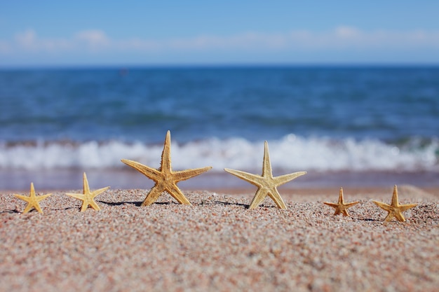 Big and small starfish on the sand on the beach by the sea