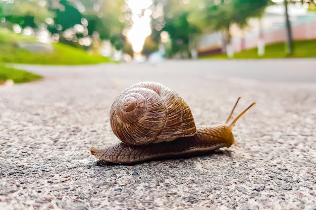 Big snail close-up crawling on the road