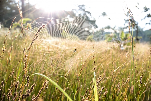 Big spider feeds insects captured on web