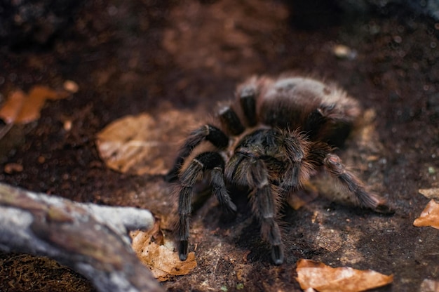 Big spider in its habitat Chilean rose tarantula