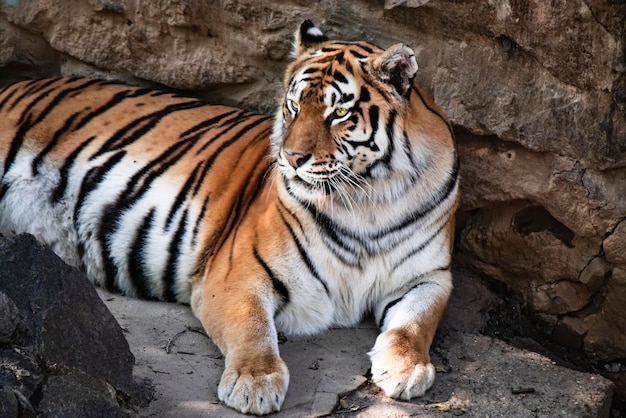 The big striped Amur tiger the symbol of the Chinese New Year 2022 is resting among the rocks