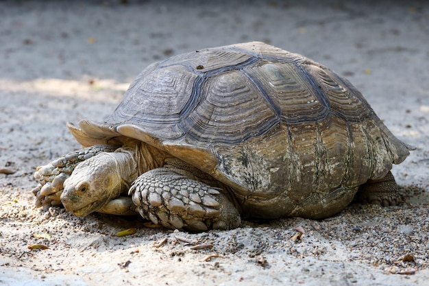 The big Sulcata tortoise is walking