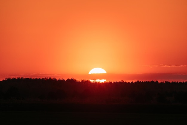 Photo big sun over horizon woods or forest bold bright orange sunset sky natural colors of evening sky at sunset nature forest landscape dark silhouette of trees on orange yellow sunrise background