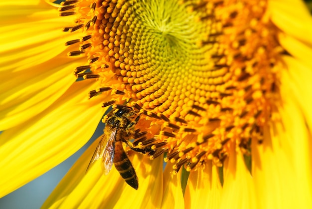 Big sunflower in the garden and blue sky Thailand