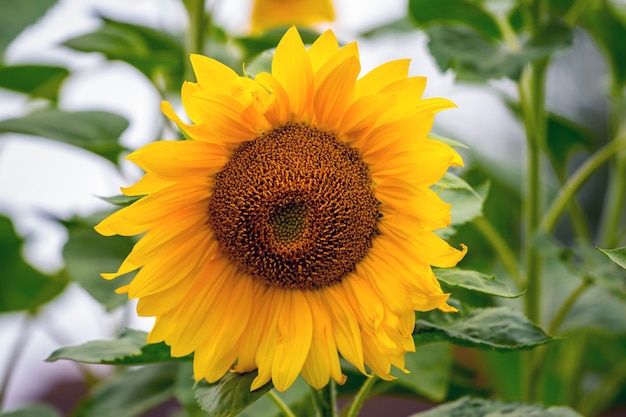 Big sunflower with yellow petals on green