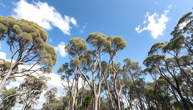 Photo big tall gum trees moving in wind blue sky clouds daytime sunny australia victoria gippsland maffra