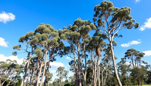 Photo big tall gum trees moving in wind blue sky clouds daytime sunny australia victoria gippsland maffra