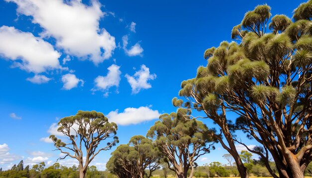 Photo big tall gum trees moving in wind blue sky clouds daytime windy sunny australia victoria gippsland