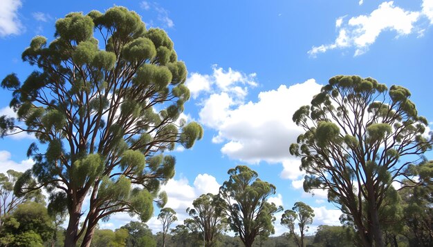 Photo big tall gum trees moving in wind blue sky clouds daytime windy sunny australia victoria gippsland