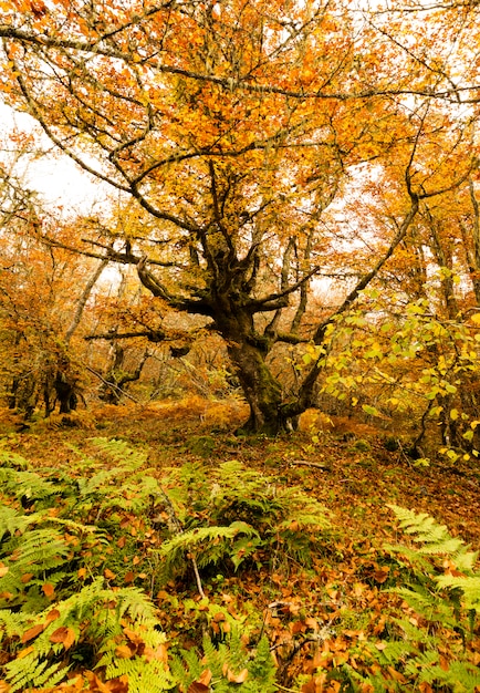 Photo the big tree in autumn park.