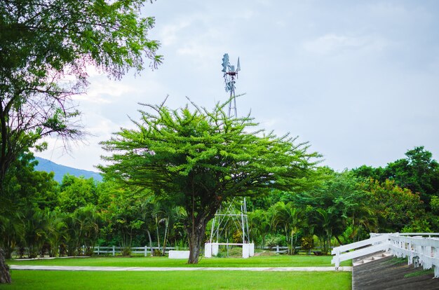 big tree in a field