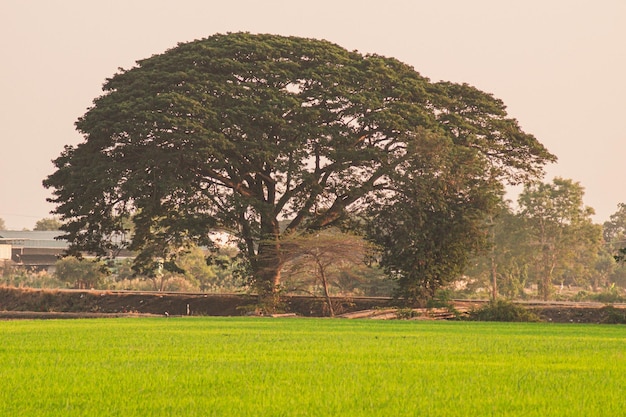 Big tree in field