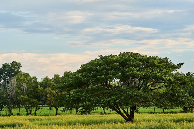 Big tree in the flowers field