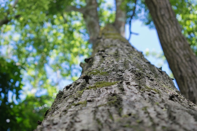 Big tree in the forest