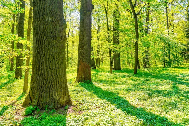 Big tree in green spring forest