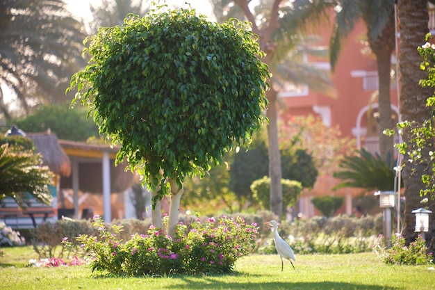 Big tree growing in green lash grass Agriculture and gardening