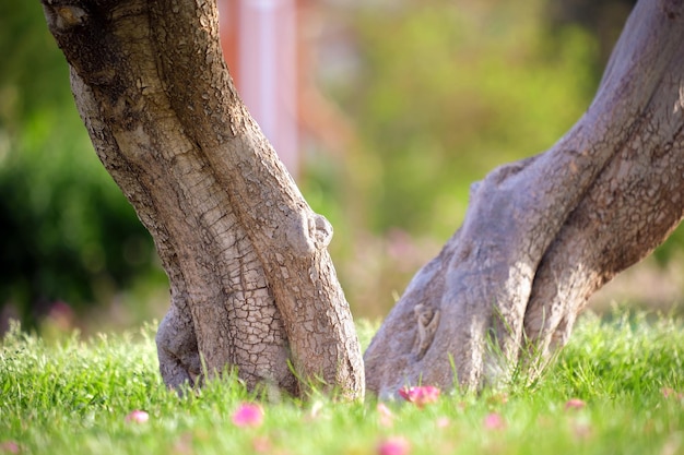 Big tree growing in green lash grass Agriculture and gardening