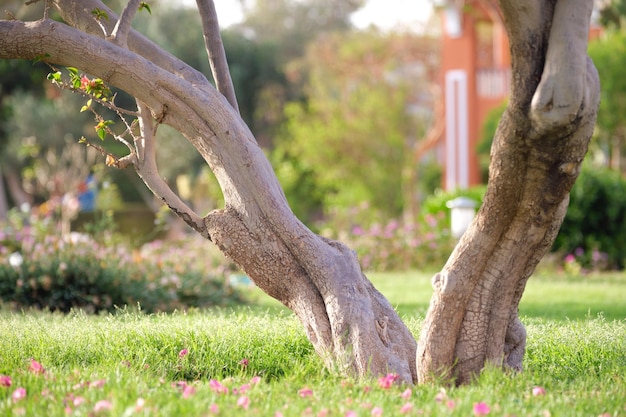 Big tree growing in green lash grass Agriculture and gardening