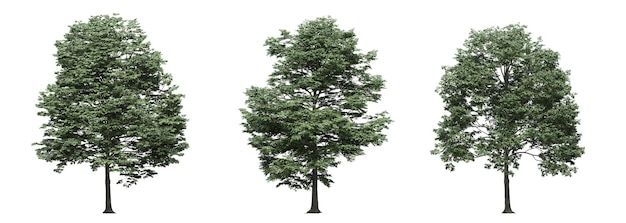 big tree, isolated on white background, 3D illustration, cg render