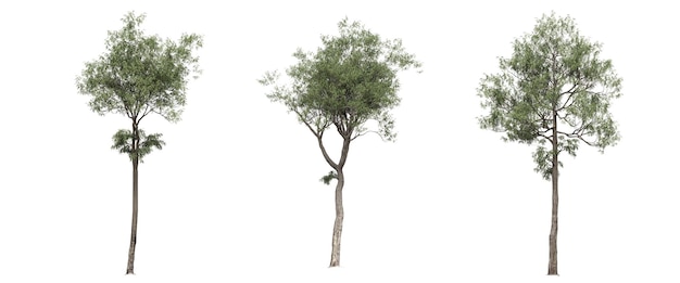 big tree, isolated on white background, 3D illustration, cg render