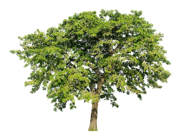 Big tree isolated on white background with clipping paths